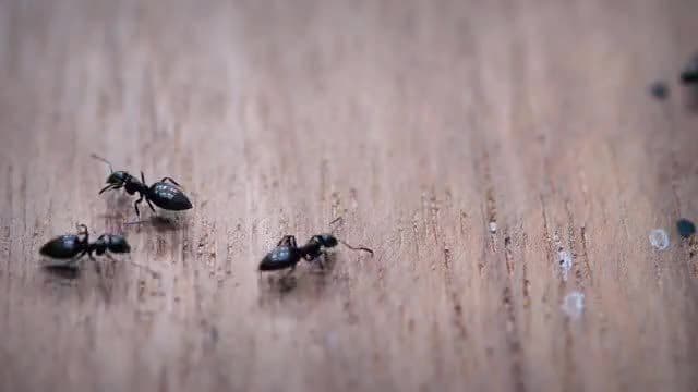 How Do Insects Communicate?