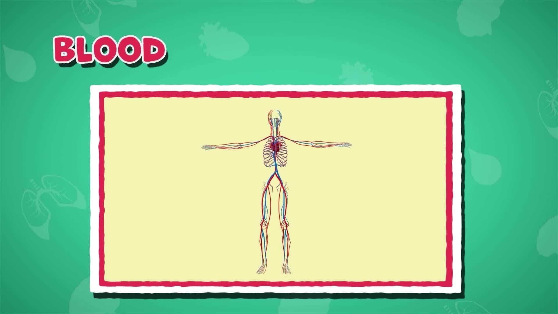 I WONDER - How Long Is The Circulatory System?