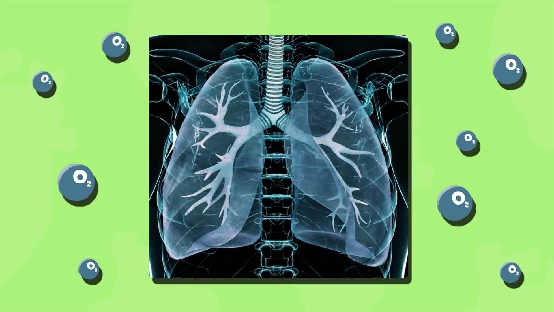 I WONDER - What Job Do Veins Do?