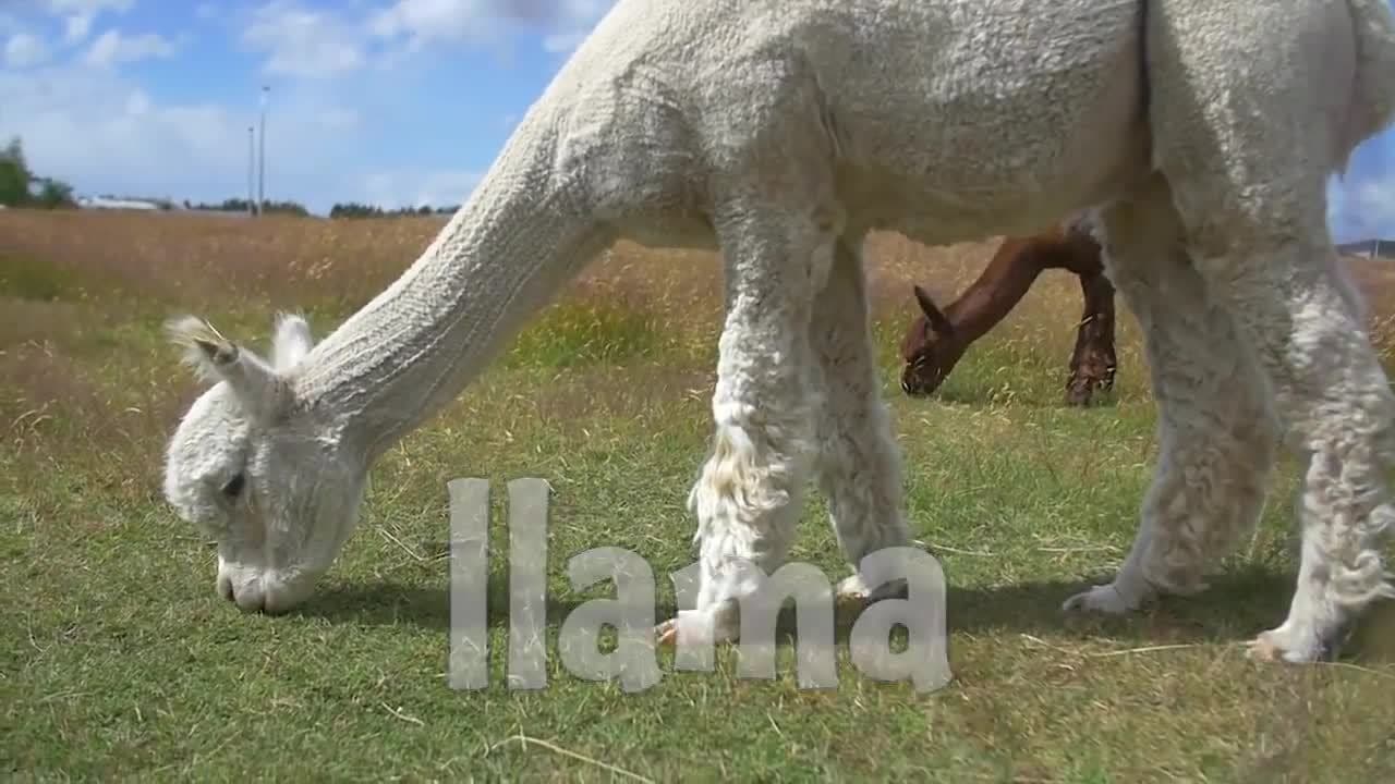 South American Animals!