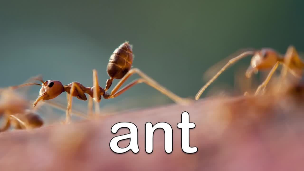 Jungle Animals for Kids - Learn Jungle Animal Names