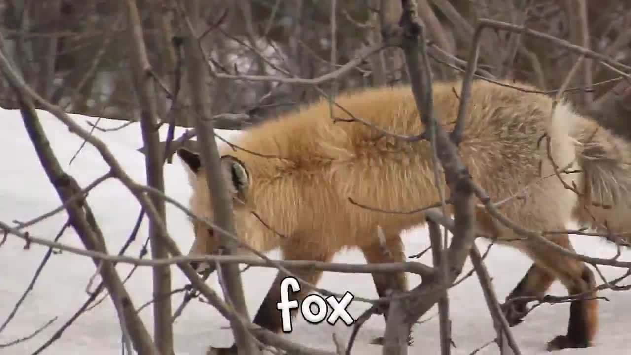 Animal Video for Children