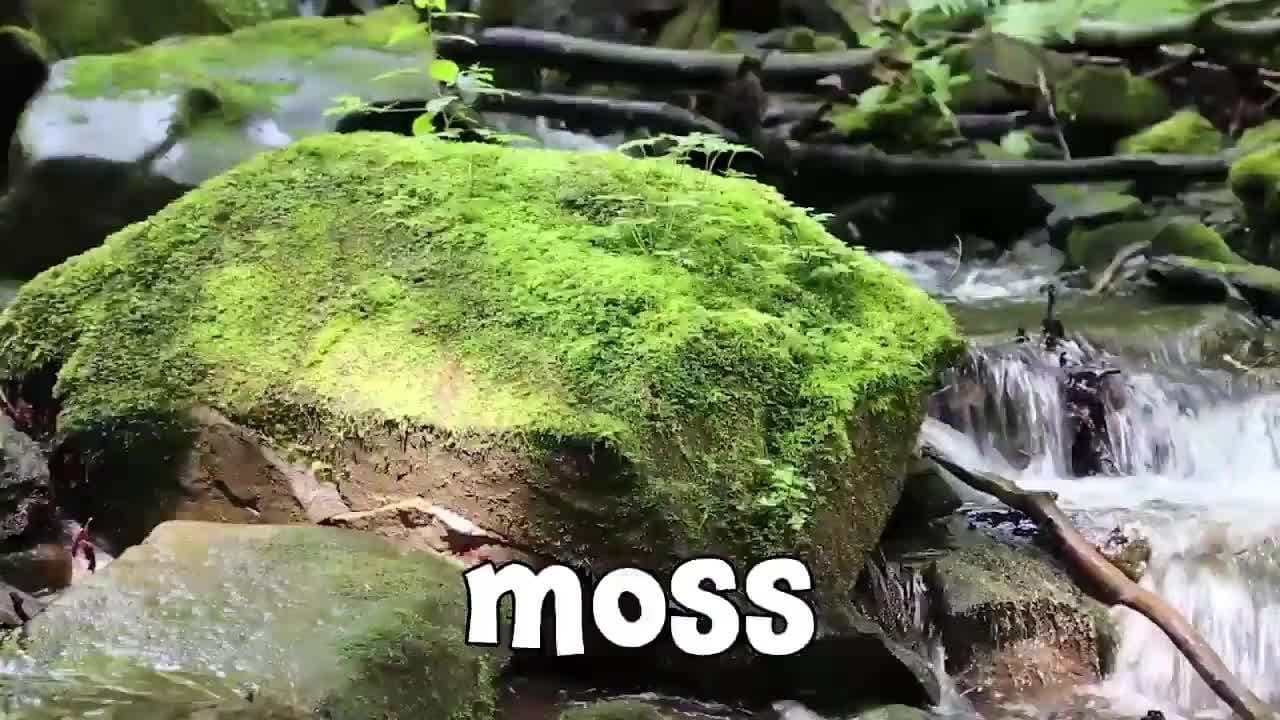 Plants! Learning Names of Plants for Kids