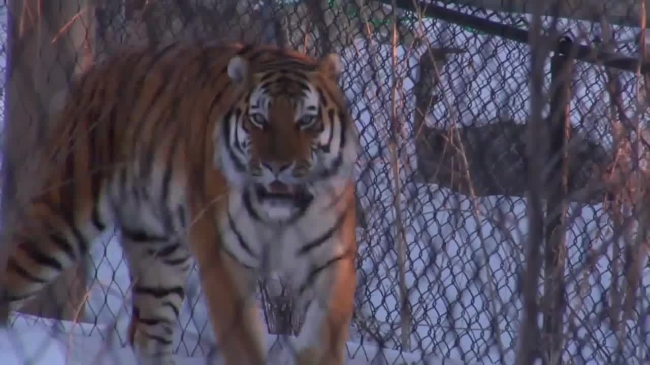 Tigers! Learn about Tigers for Children