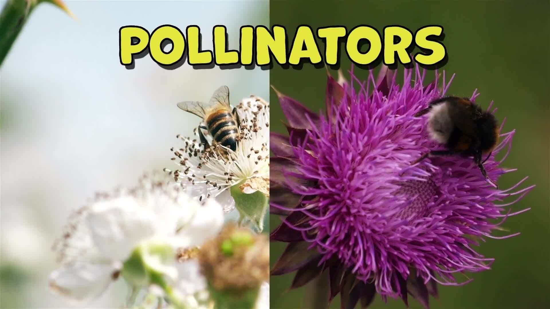 I WONDER - Are Bees Good Pollinators?
