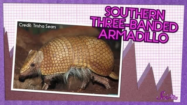 Armadillos: Animals with Armor!