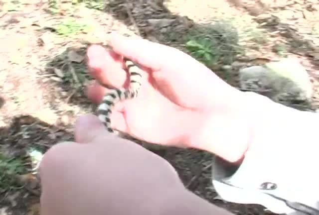 Kingsnakes