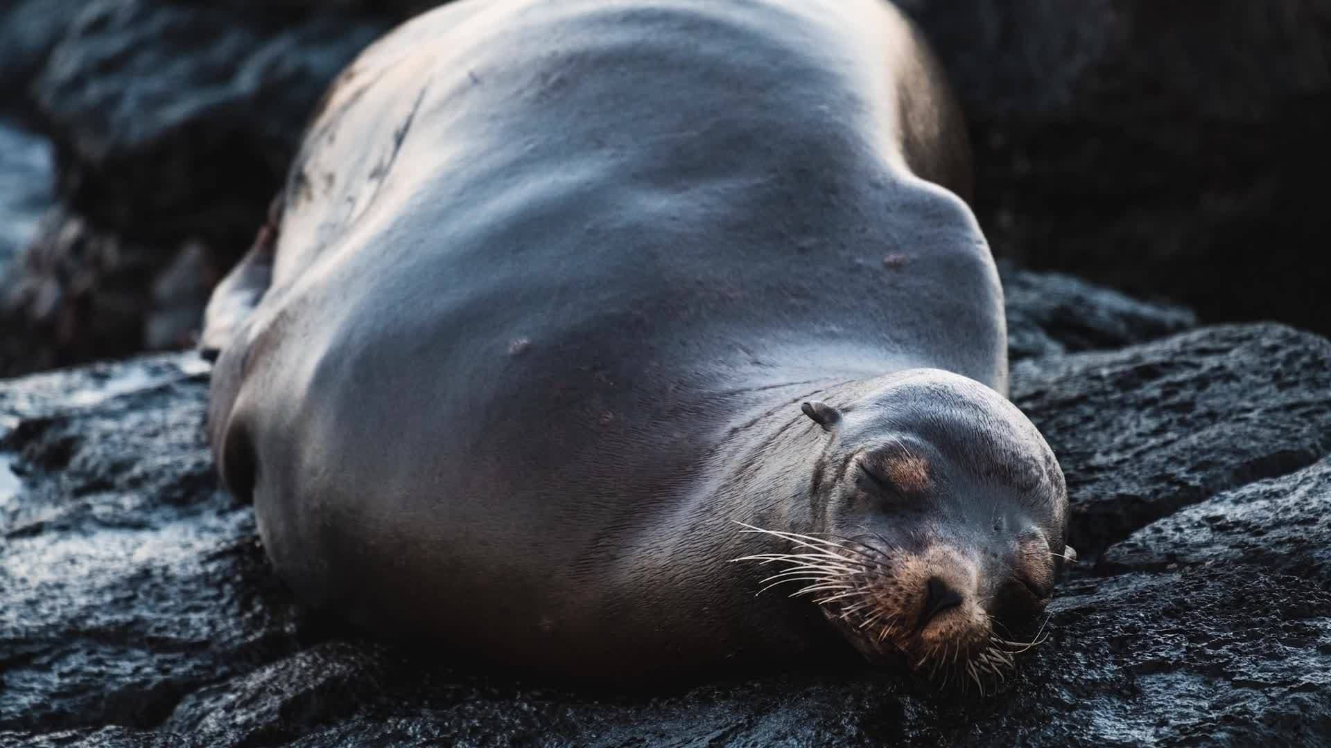 Science Kids: Sea Lions and Seals