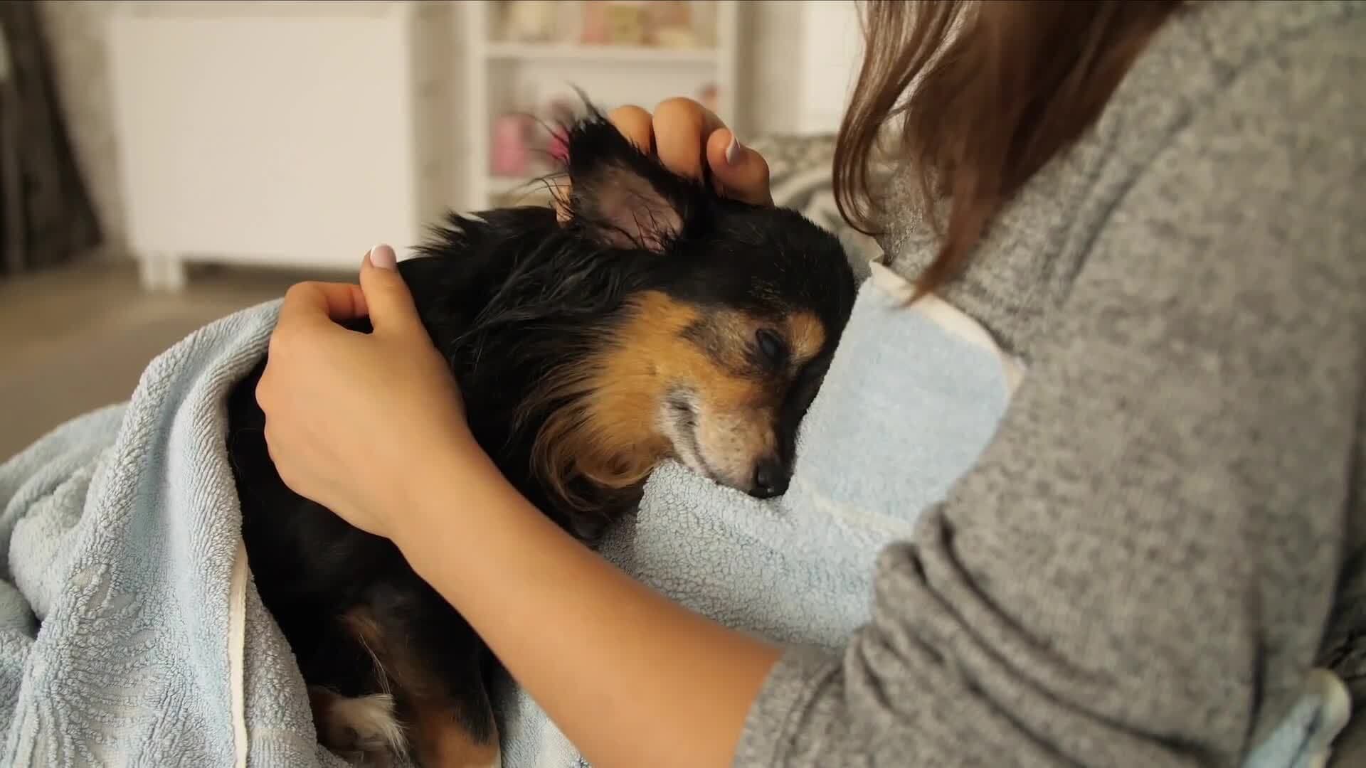 Paws and People: The Multifaceted Roles of Dogs in Human Society