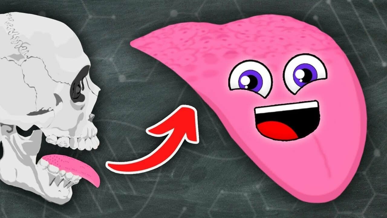 The Tongue Tastes Food! | KLT Anatomy