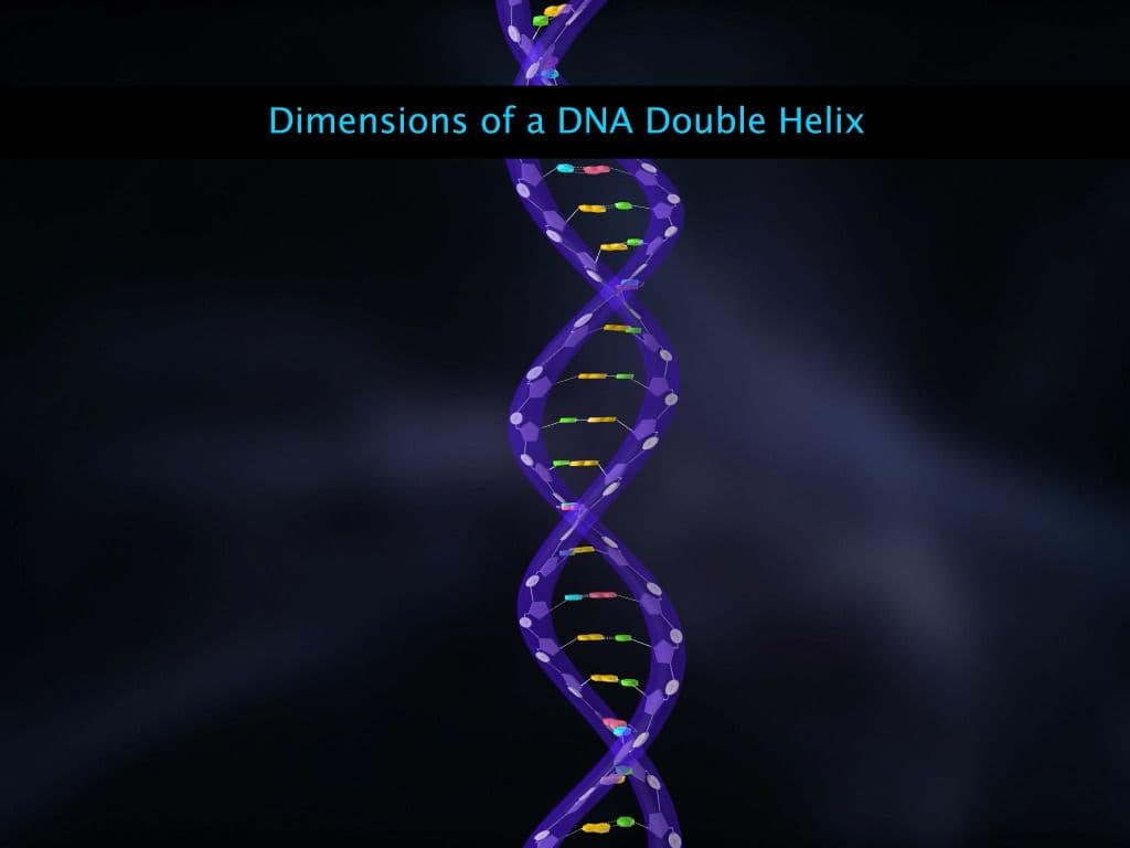 Structure of DNA