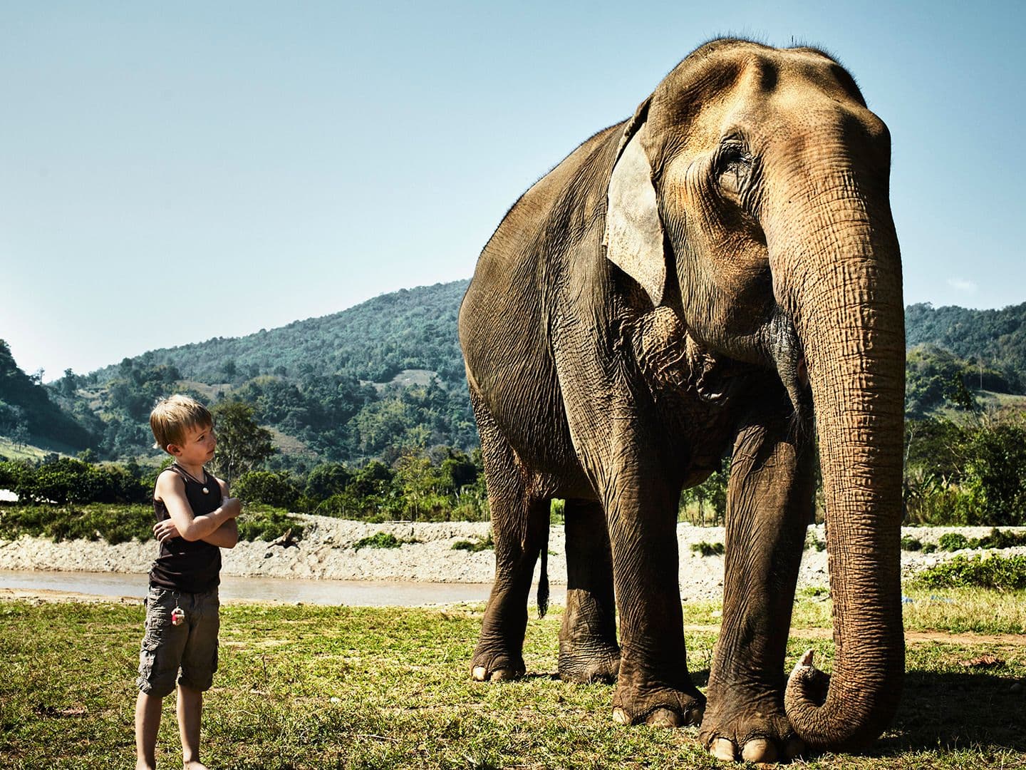 Tales of Humility, Wisdom, Cooperation, and Determination in the Animal World
