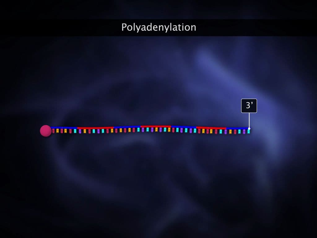 Transcription in Eukaryotes