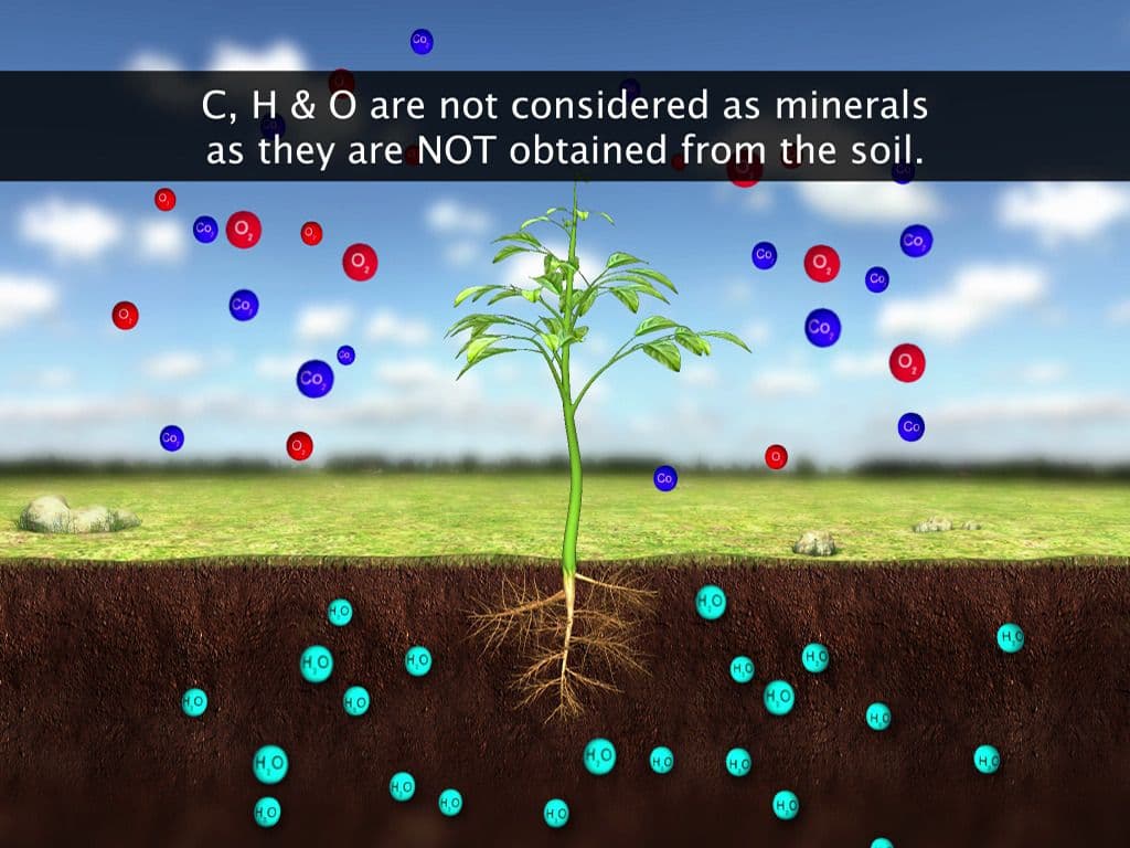 Uptake and Transport of Mineral Nutrients
