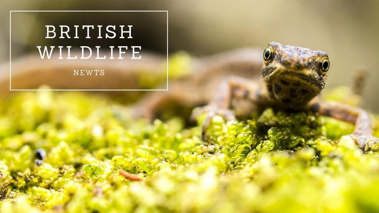 British Wildlife: Newts