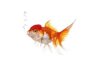 How does a fish breathe?
