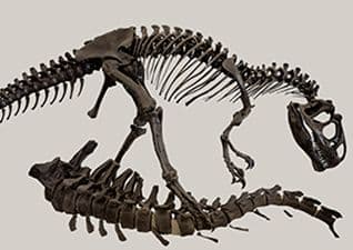 Allosaurus