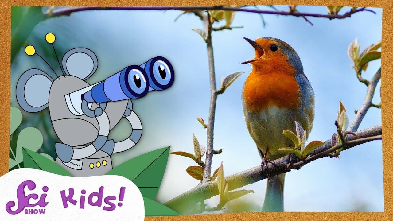 Bird Watching | SciShow Kids Compilation