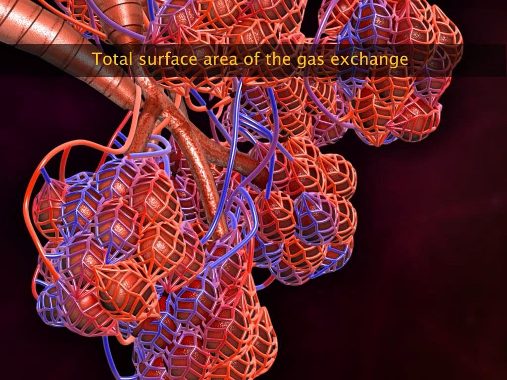 Exchange of Gases
