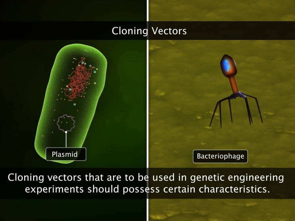 Cloning Vectors and Competent Host