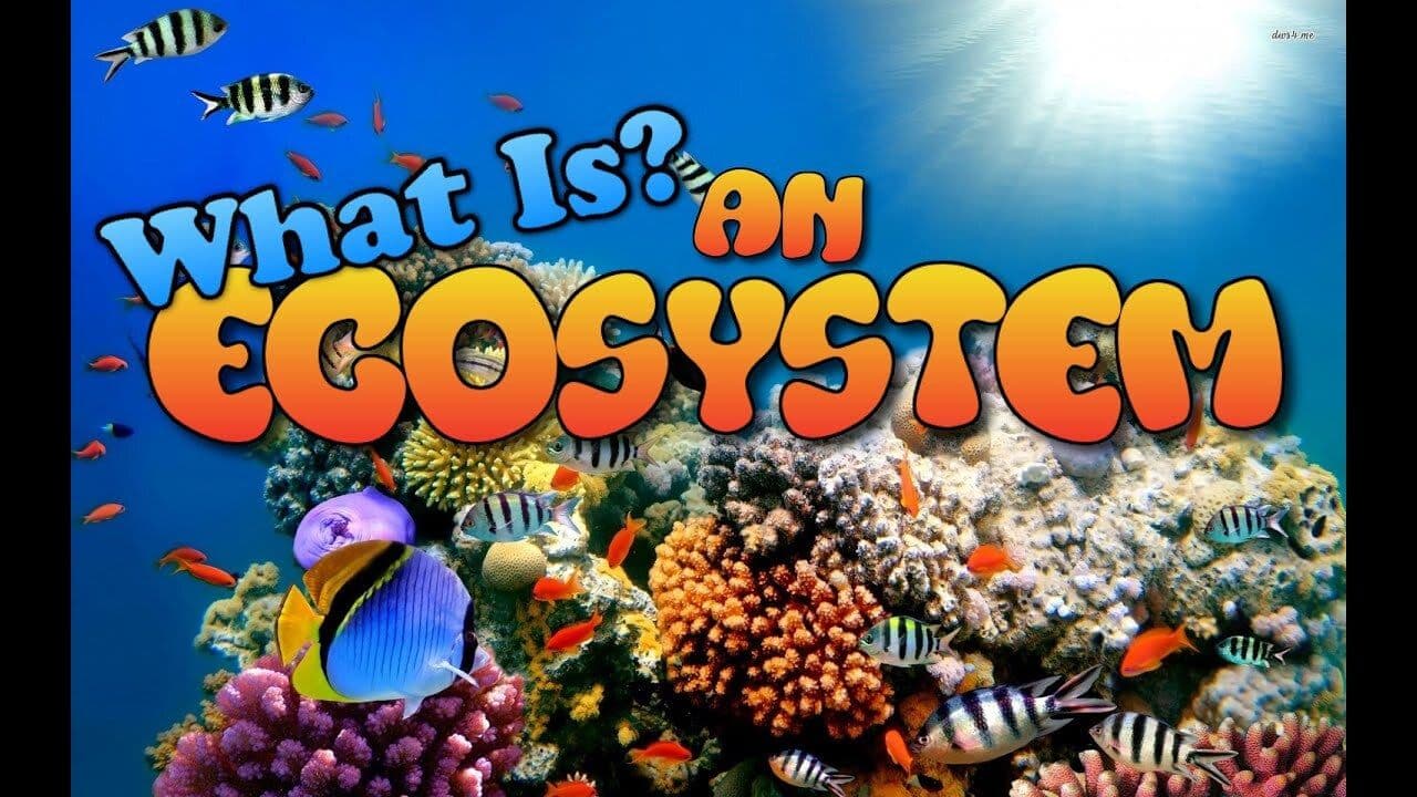 What is an Ecosystem?