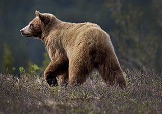 Grizzly Bears - Seasonal Survival