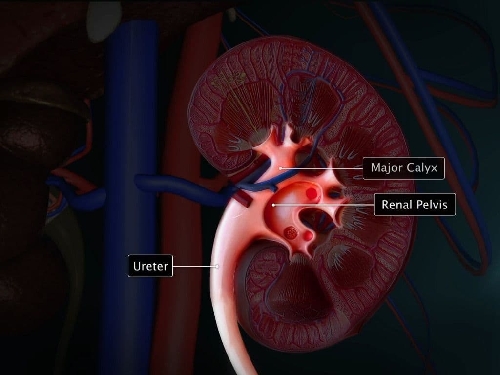 Human Excretory system – An Overview