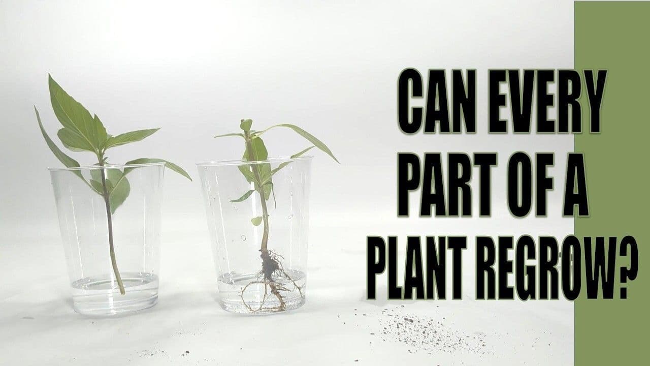 Can every part of a plant regrow?