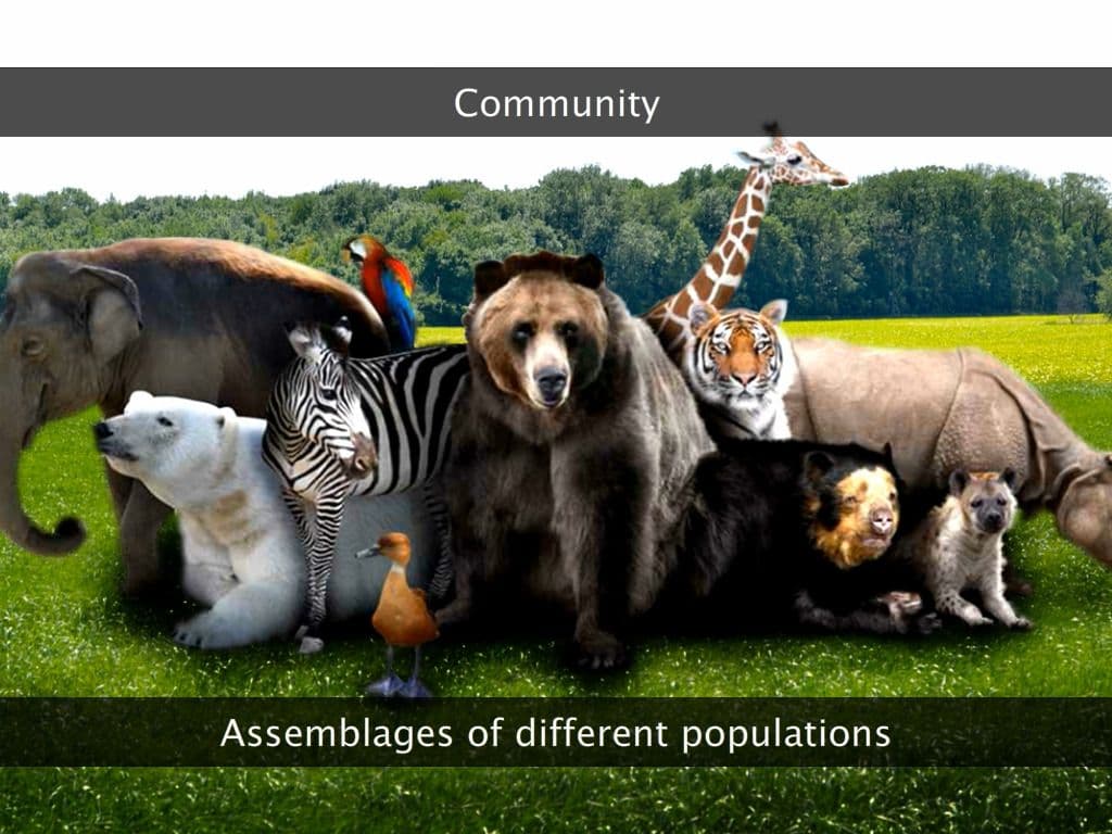 Introduction to Ecology