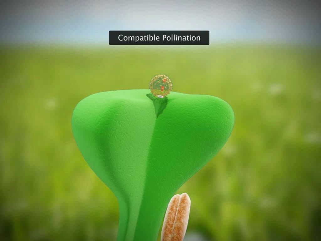 Compatible Pollination