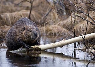 Beaver lodge