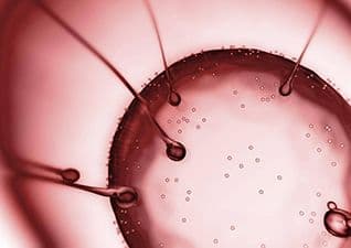 The human cell