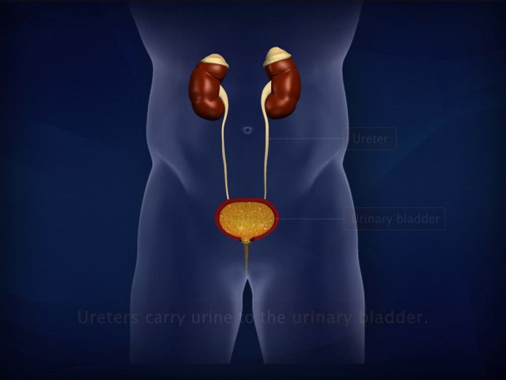 Human Excretory System