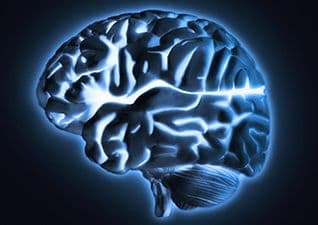 The Nervous System - Brain Function