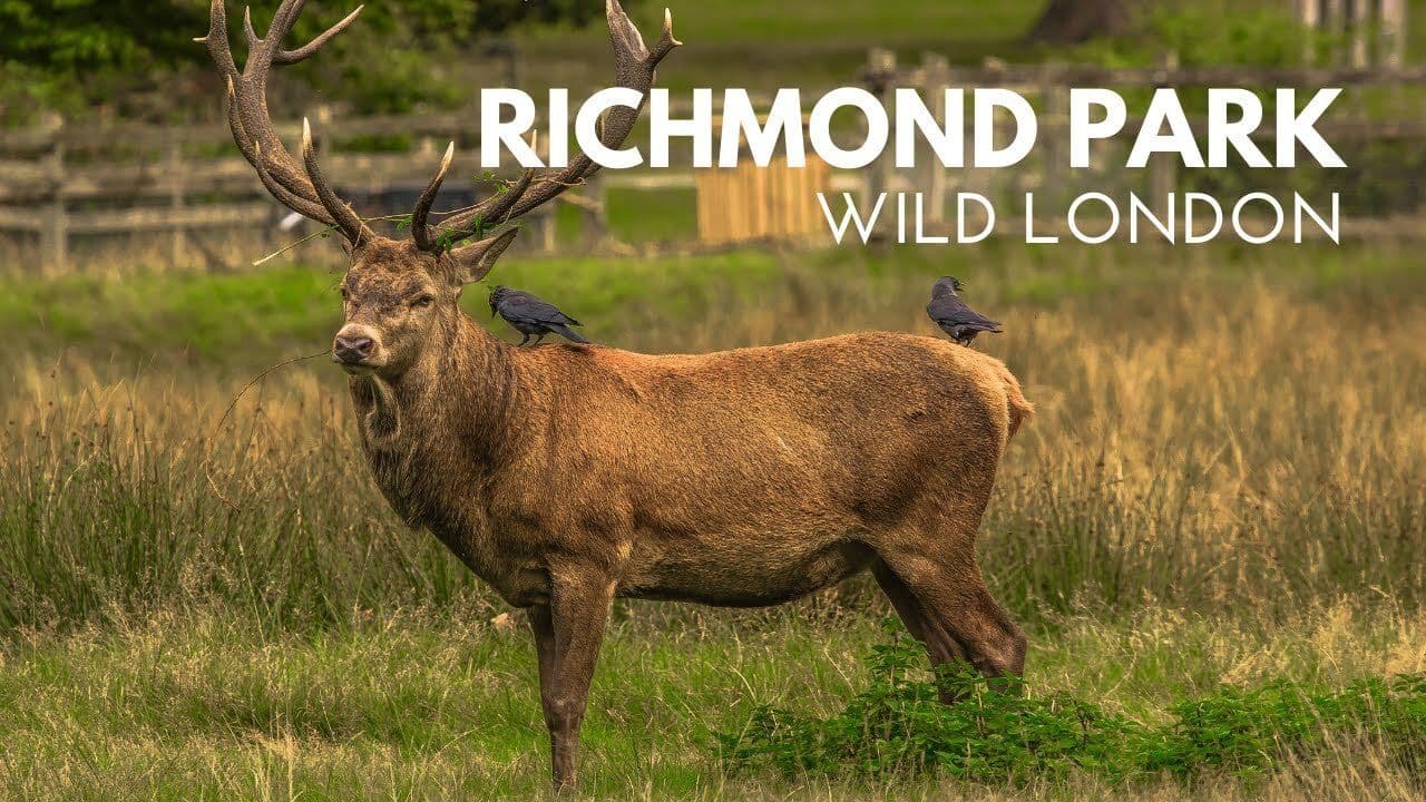 Wildlife of Richmond Park