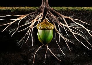 Life cycle of an oak tree