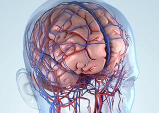 Body systems