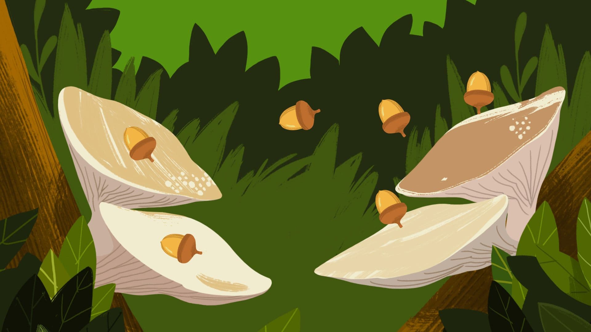 Acorn