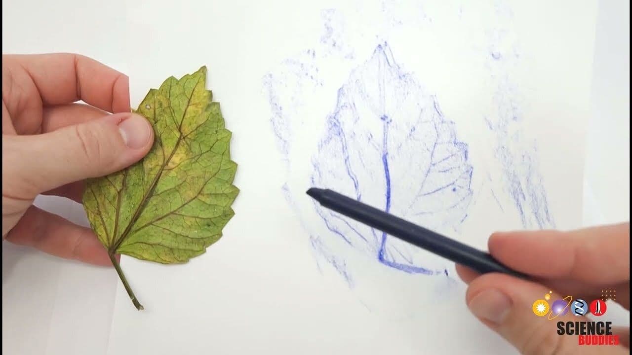 Crayon Leaf Rubbing