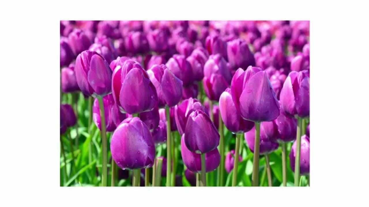 Exploring Colors Through Objects