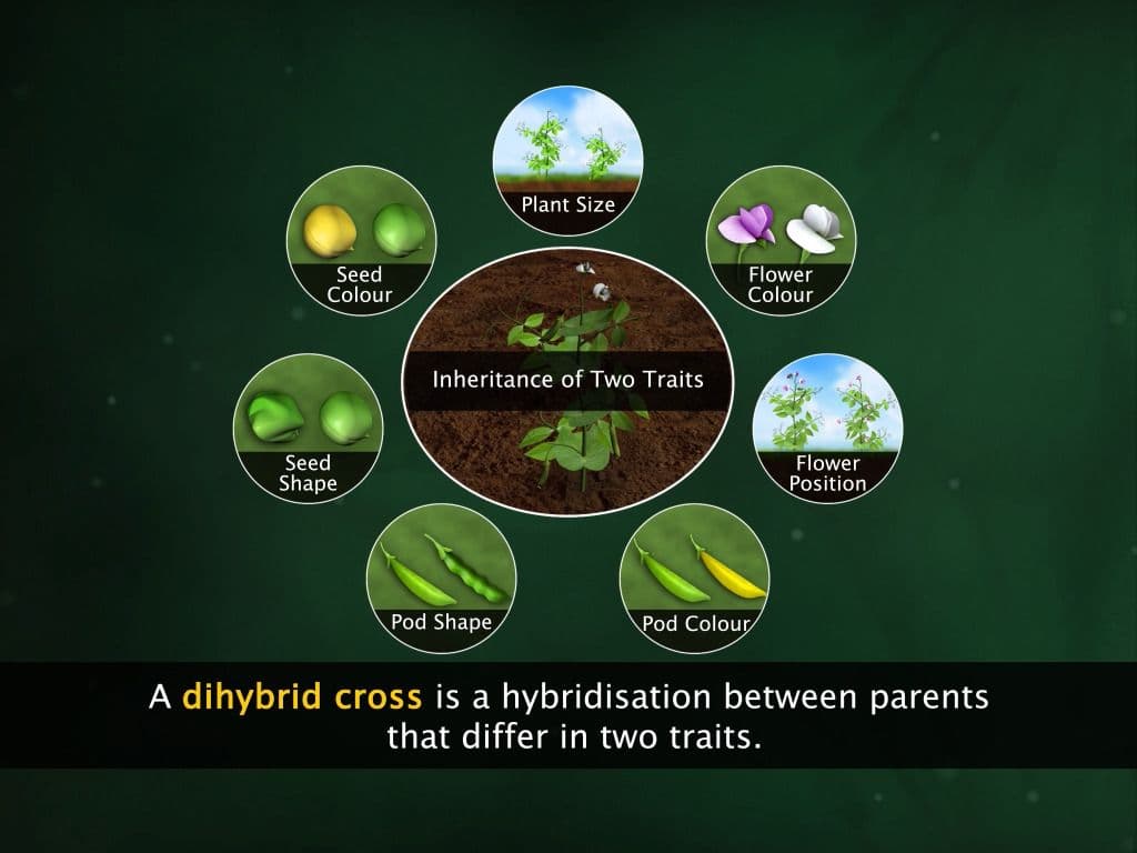 Mendel's Experiments