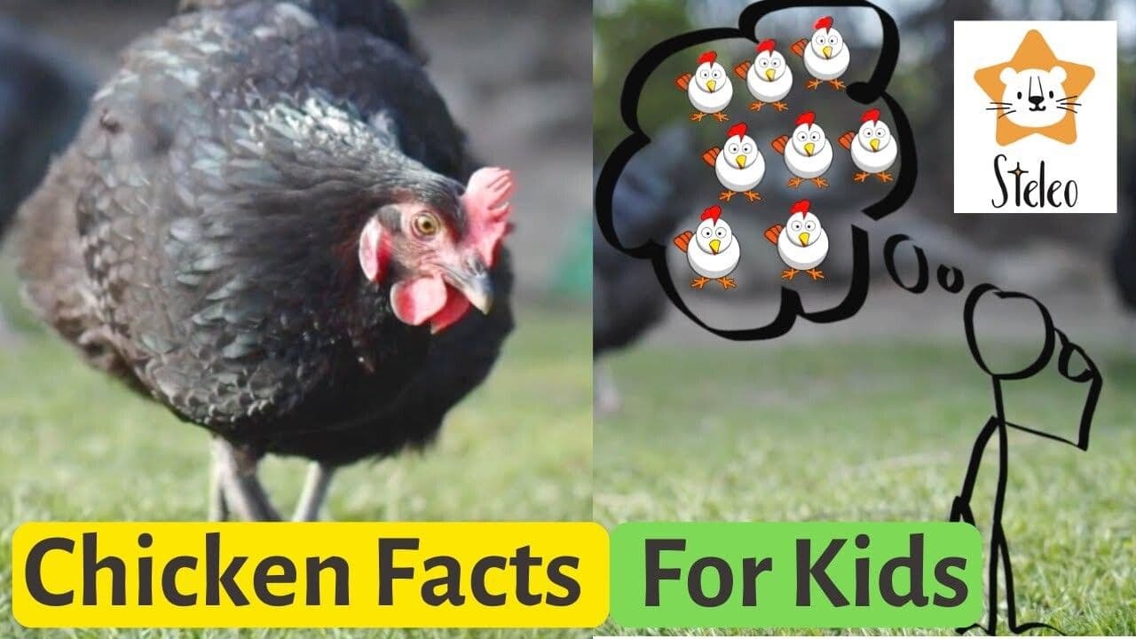 15 Facts About Chickens