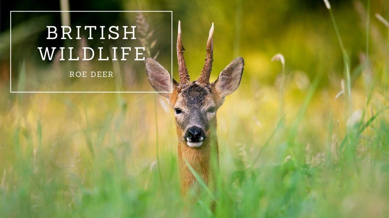 British Wildlife: Roe Deer