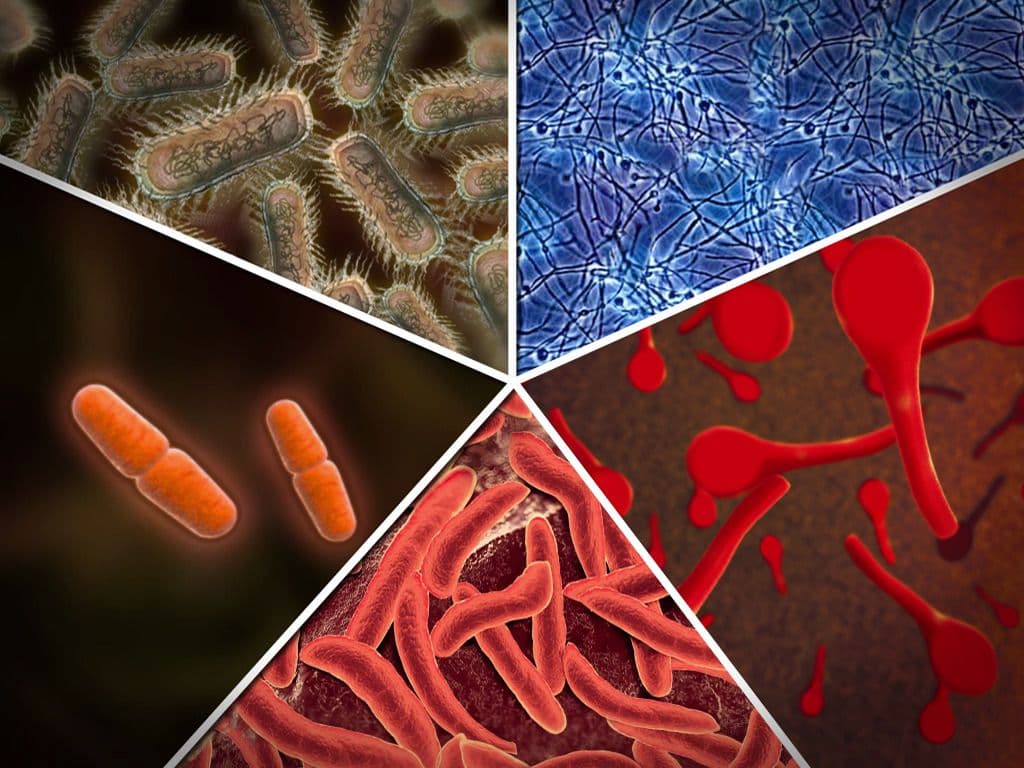 Biological Nitrogen Fixation and Assimilation