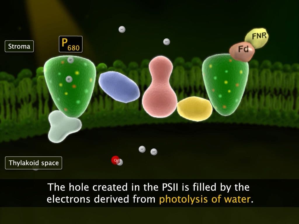 Light reaction