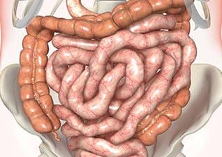 The intestines