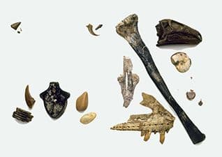 Fossils - Ancient Remains