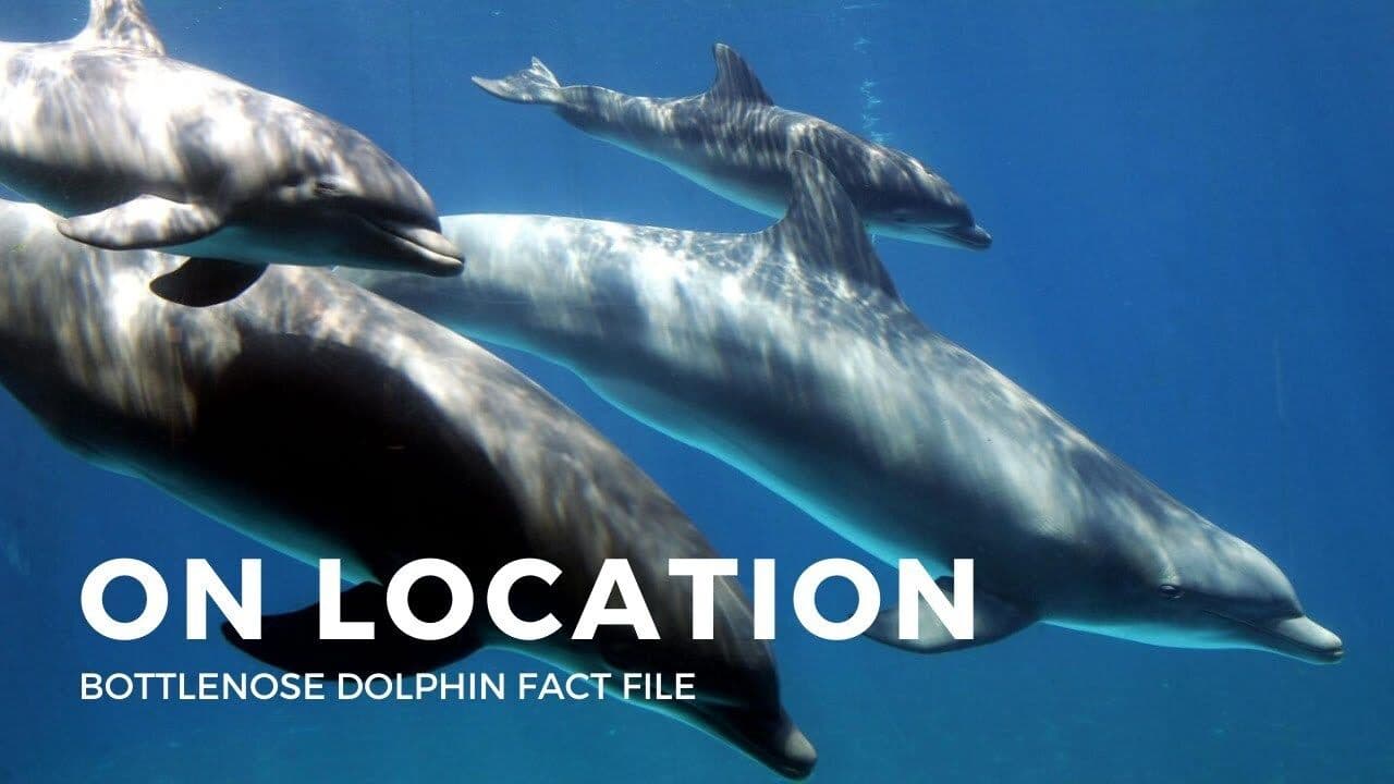 Dolphins Facts