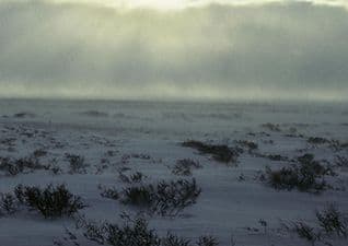 The Arctic tundra environment