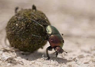 Dung beetle